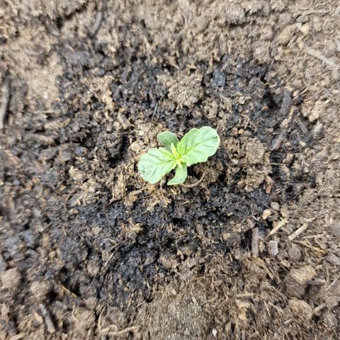 Watermelon Automatic growlog photo: Voeding en gewaterd
