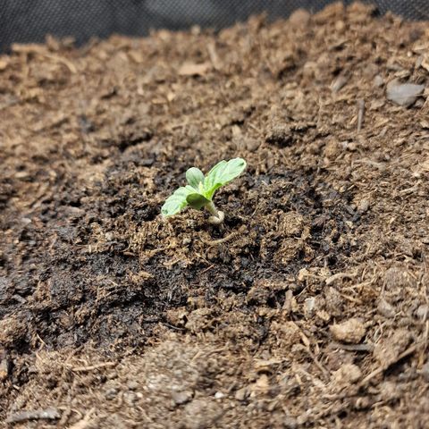 Watermelon Automatic growlog photo: Voeding en gewaterd
