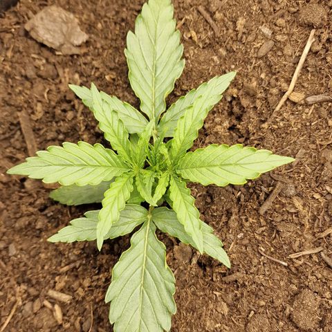 Orion F1 growlog timeline photo