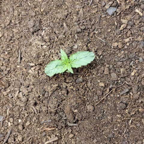 Watermelon Automatic growlog timeline photo