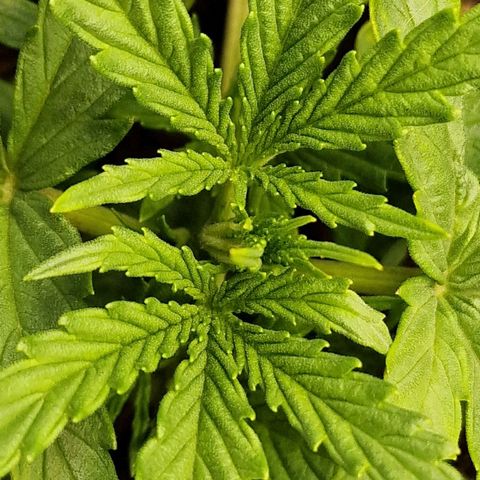 Orion F1 growlog timeline photo
