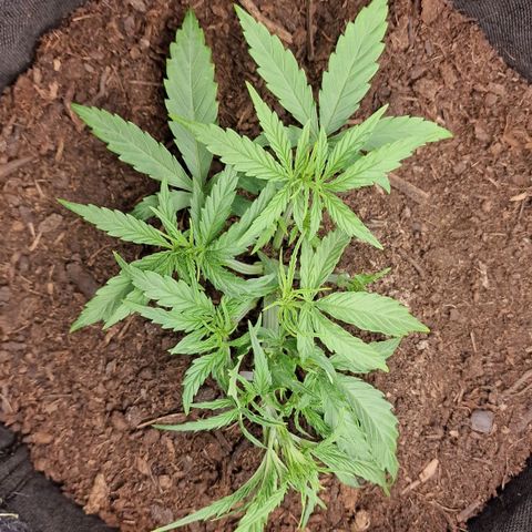 Orion F1 growlog timeline photo