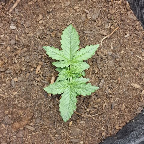 Watermelon Automatic growlog timeline photo