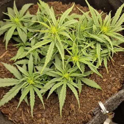 Orion F1 growlog timeline photo