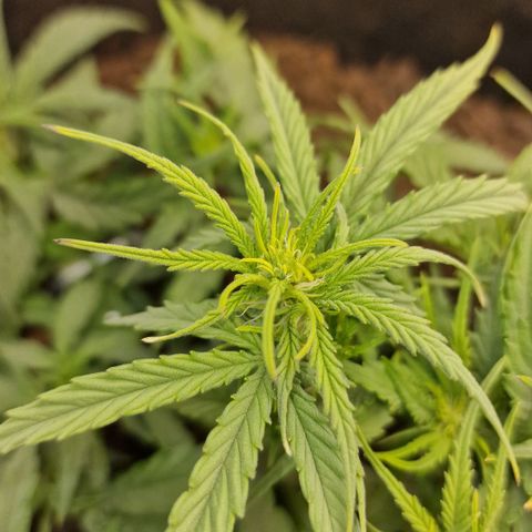 Orion F1 growlog timeline photo