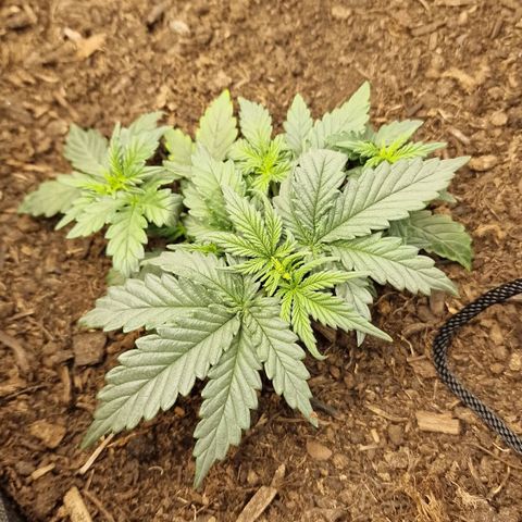 Watermelon Automatic growlog timeline photo