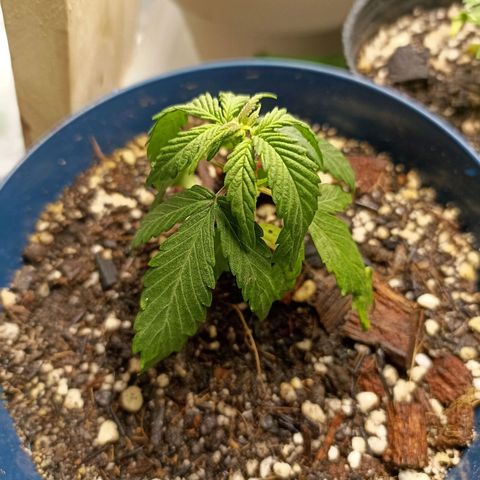 Crystal Candy 1 growlog timeline photo