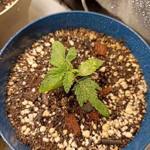 Cherry Noir 1 growlog timeline photo