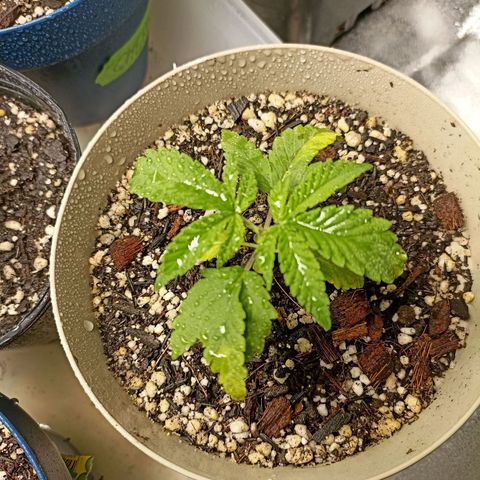 Cherry Noir 4 growlog timeline photo