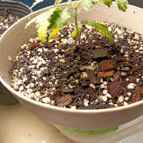 Cherry Noir 4 growlog timeline photo