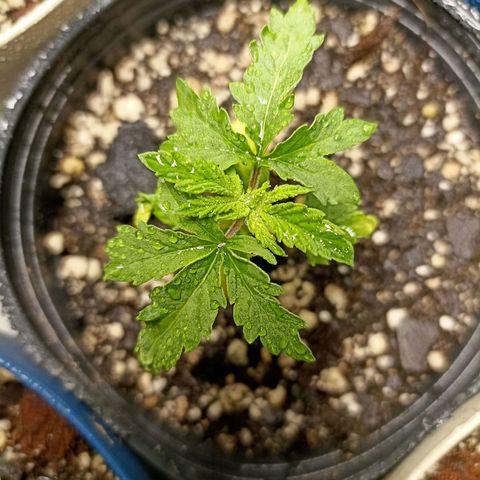 Cherry Noir 3 growlog timeline photo