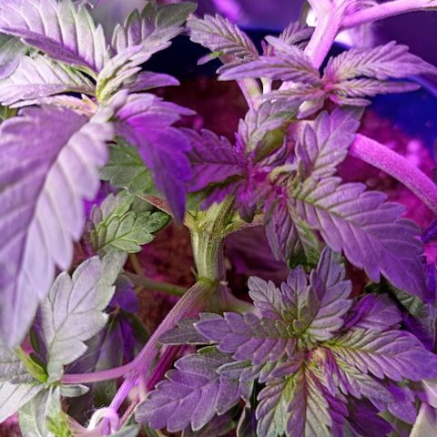 Cherry Noir 1 growlog timeline photo