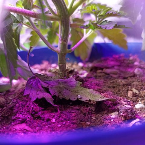 Cherry Noir 1 growlog timeline photo