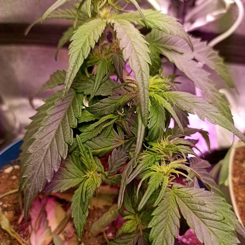Crystal Candy 1 growlog timeline photo