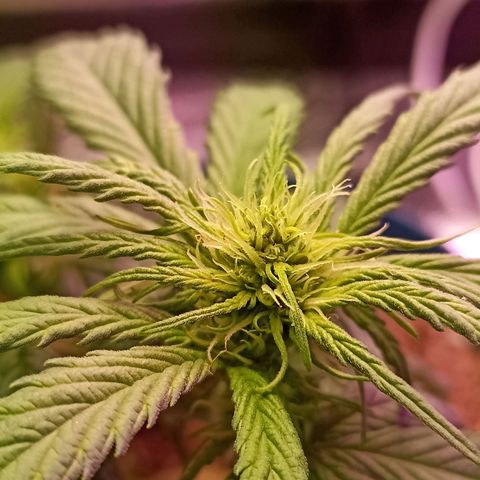 Crystal Candy 1 growlog timeline photo