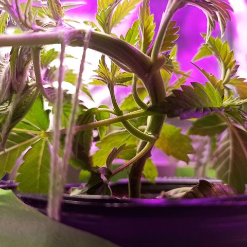 Cherry Noir 3 growlog timeline photo