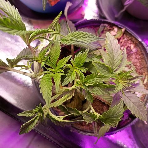 Cherry Noir 3 growlog timeline photo