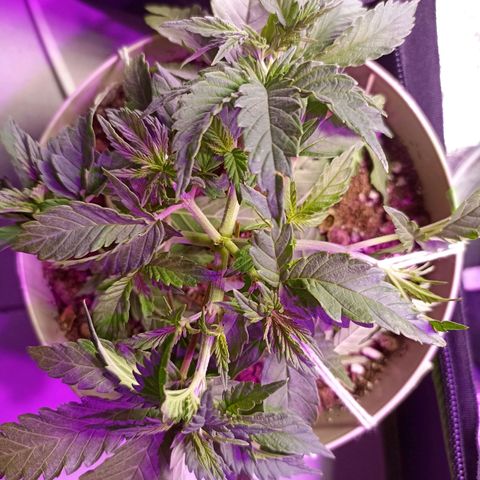 Cherry Noir 4 growlog timeline photo