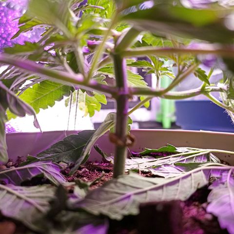 Cherry Noir 4 growlog timeline photo