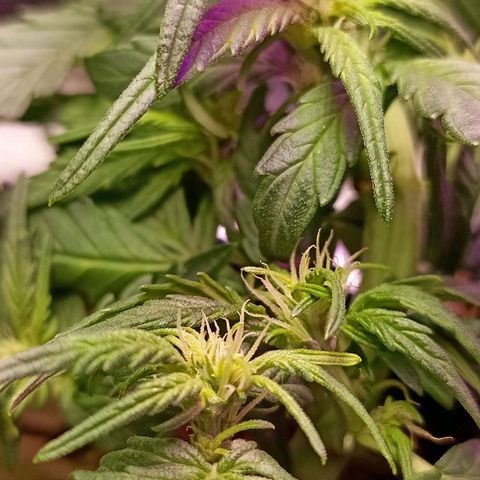 Crystal Candy 1 growlog timeline photo