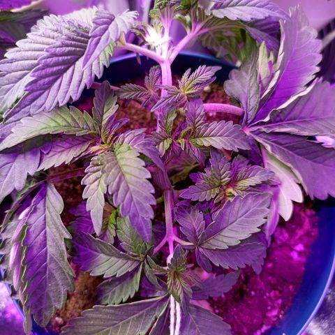 Cherry Noir 1 growlog timeline photo