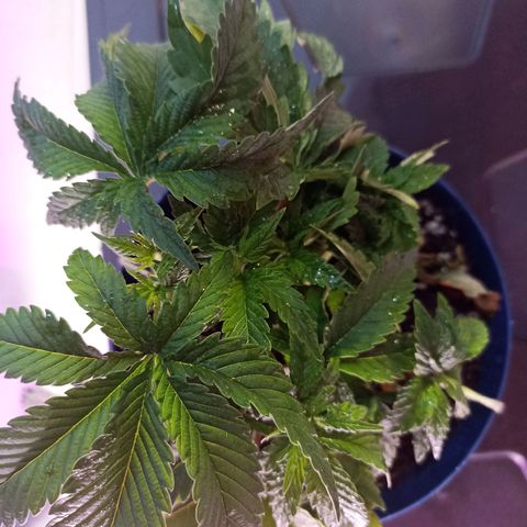 Cherry Noir 1 growlog photo: Antes da amarra