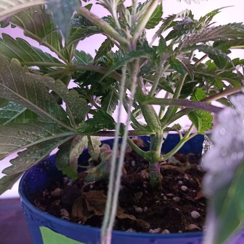 Cherry Noir 1 growlog photo: Antes da amarra