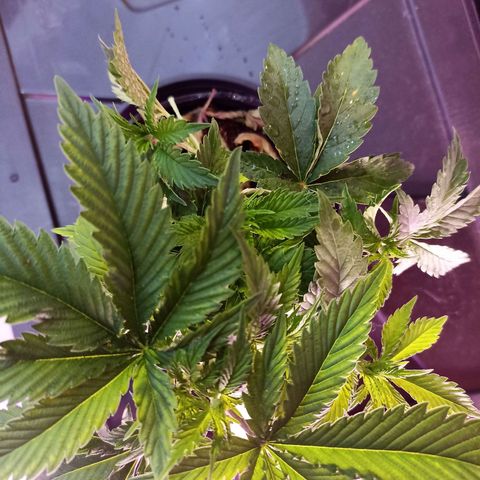 Cherry Noir 3 growlog photo: Antes da amarra