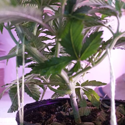 Cherry Noir 3 growlog photo: Antes da amarra