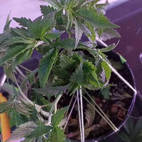 Cherry Noir 3 growlog photo: Depois da amarra e poda de limpeza