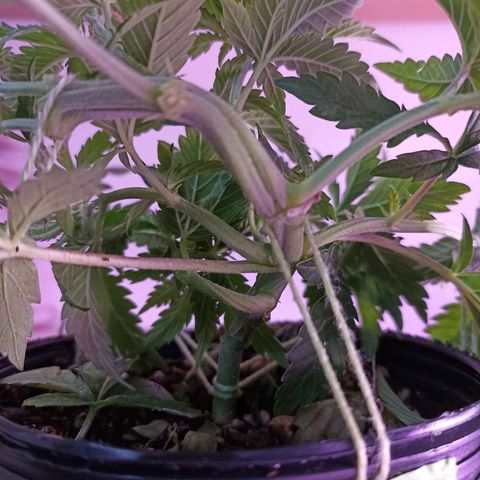 Cherry Noir 3 growlog photo: Depois da amarra e poda de limpeza