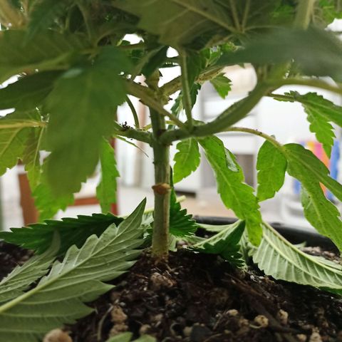 Cherry Noir 4 growlog photo: Antes da amarra