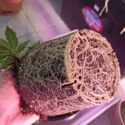 Cherry Noir 4 growlog photo: Raiz antes do transplante 