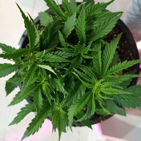 Cherry Noir 4 growlog photo: Antes da amarra