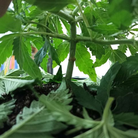 Cherry Noir 4 growlog timeline photo