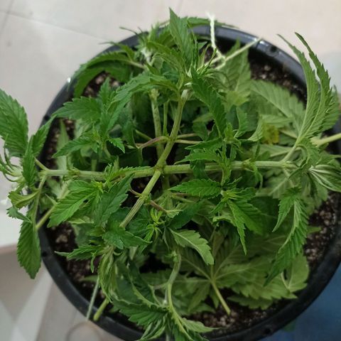 Cherry Noir 4 growlog photo: Pós amarra