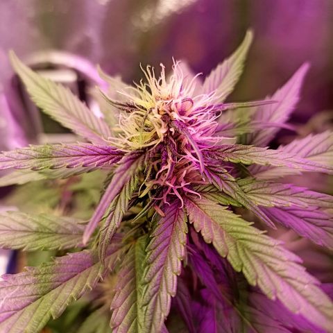 Crystal Candy 1 growlog timeline photo