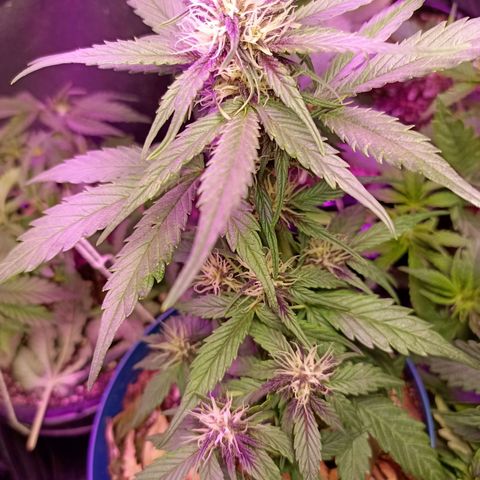 Crystal Candy 1 growlog timeline photo