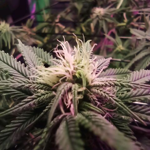 Cherry Noir 4 growlog timeline photo