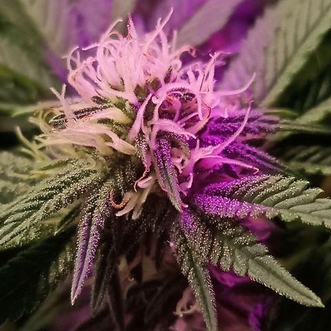 Cherry Noir 4 growlog timeline photo