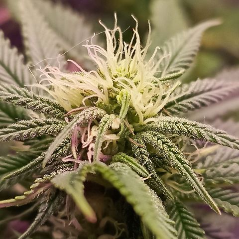 Cherry Noir 4 growlog timeline photo