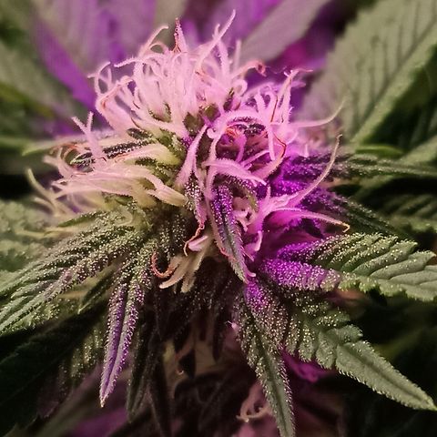 Cherry Noir 4 growlog timeline photo