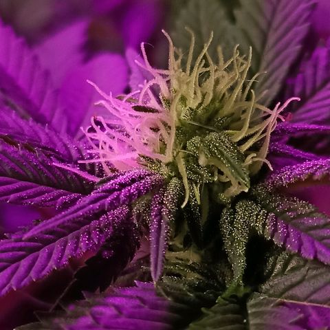 Cherry Noir 3 growlog timeline photo