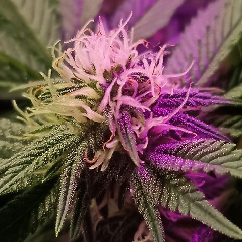 Cherry Noir 4 growlog timeline photo