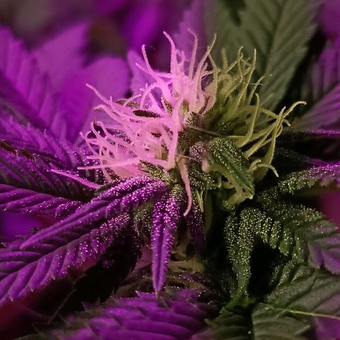 Cherry Noir 1 growlog timeline photo
