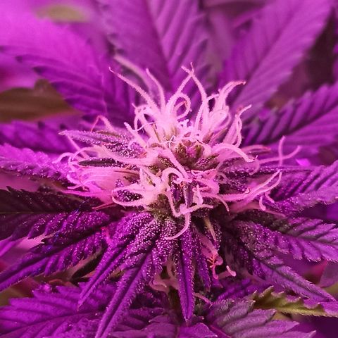 Cherry Noir 1 growlog timeline photo