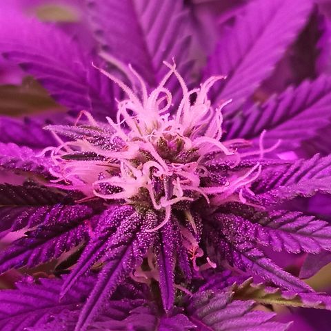 Cherry Noir 3 growlog timeline photo