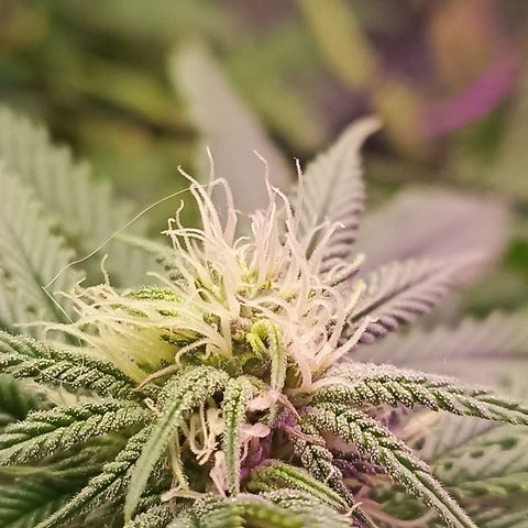 Cherry Noir 4 growlog timeline photo