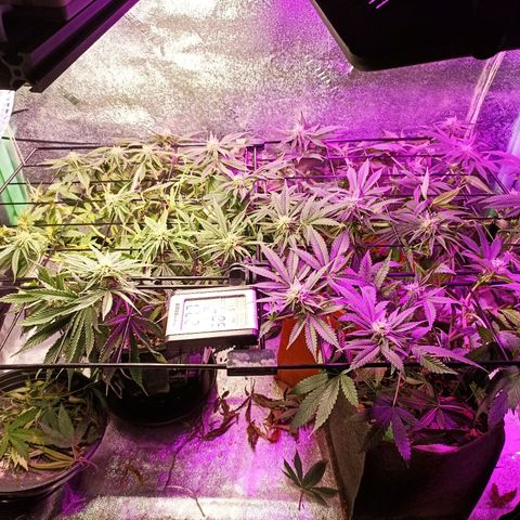Cherry Noir 4 growlog timeline photo
