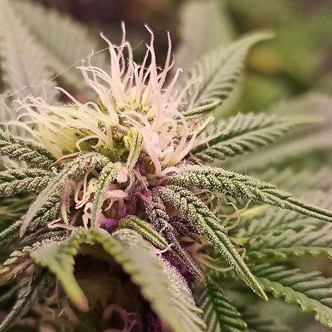Cherry Noir 4 growlog timeline photo